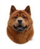 Chow Chow 9Y506D-070